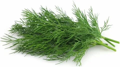 فروشندگان بهترین شوید خشک پفکی تبریز